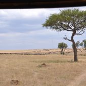  The Serengeti, TZ